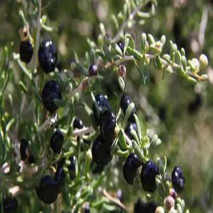 Black Goji Berry/Black Wolfberry (4oz.)