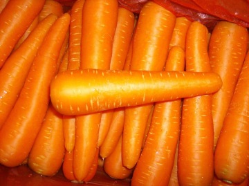 2014 Fresh Carrot for Exporting