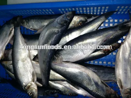Frozen Pacific Herring