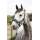 Hot Selling Headcollar Horse Sheepskin Halter