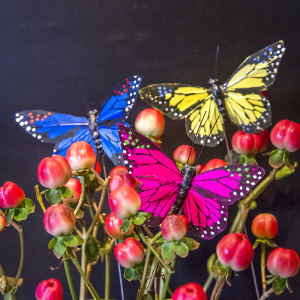 Butterfly classroom decoration