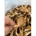 Kultivieren Sie Ihren eigenen Premium pleurotus ostreatus spawpilze