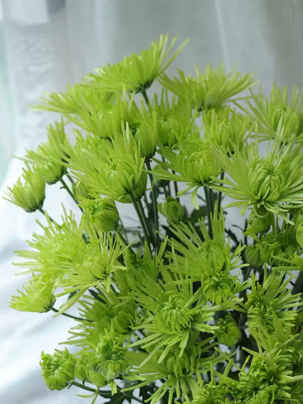 Green Firework chrysanthemum1