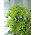 সবুজ আতশবাজি স্প্রে chrysanthemum