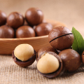 Gedroogde noten fabrieksprijs macadamia noten in shell