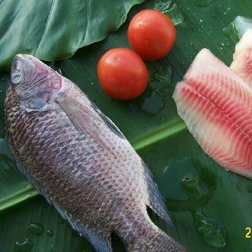 Frozen Tilapia Fish Whole Round Tilapia For Wholesale