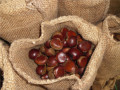 2019 chestnut dimakan baru segar