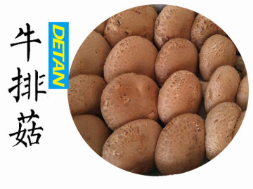 Fresh Portobello Mushroom Hot Selling In China