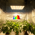 LEDは軽い屋内植物を栽培します