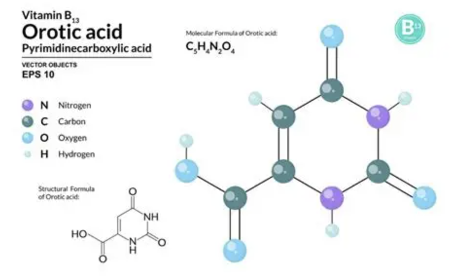 Orotic Acid Nutritional Ingredient