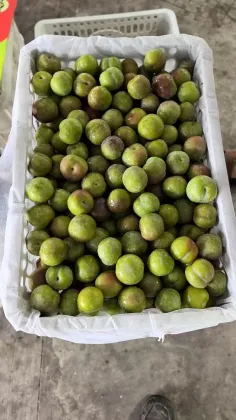 Honey PlumYN Natural Fruit Essence Elixir