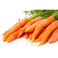 Export Standard New Fresh Carrot