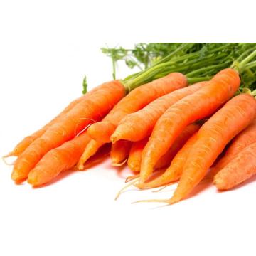 Fresh  Long carrot carton packing