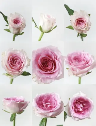 Roselle Rose Single-Headed Flower Bouquet