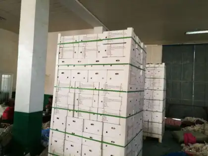 Fresh Solo Garlic From Yunan Origin