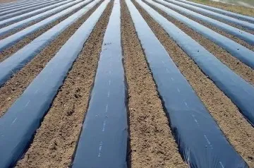 ขายร้อนเกษตรพลาสติกสีดำ PE Mulch Mulch