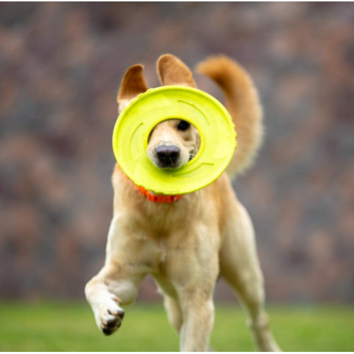 ナイロン生地非有毒な空飛ぶディスク犬のおもちゃ