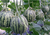 High sweetness hybrid F1 sweet melon seeds For Growing-Zheng Cui Lv