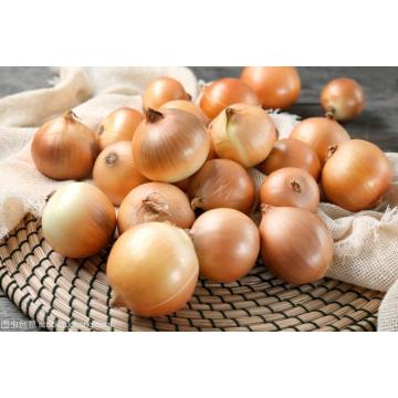 New crop for wholesale onion