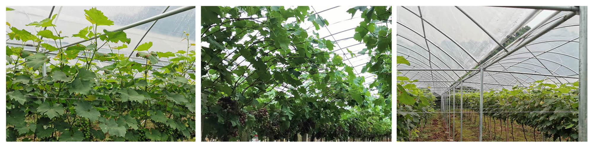 Grape Greenhouse