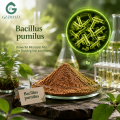 Bacillus Pumilus Bacterias Beneficiosas Ingrediente Microbiano