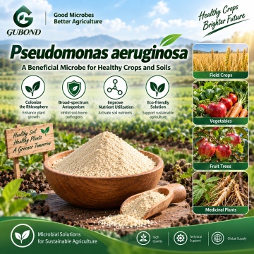 مسحوق الميكروبات Pseudomonas aeruginosa لتطبيقات البحوث الزراعية