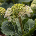 Chinese Angelica Root Extract Powder