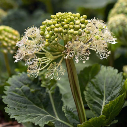 Chinese Angelica Root Extract Powder