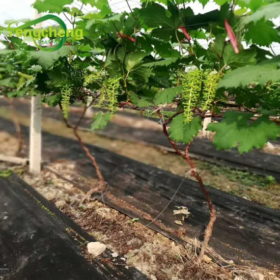 PP non woven ground cover anti weed fabric