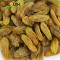 Gred Top Natural Golden Raisins For Sale