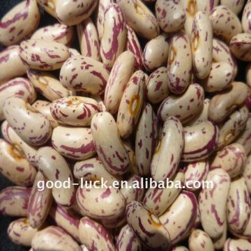 2011 long shape light speckled kidney beans