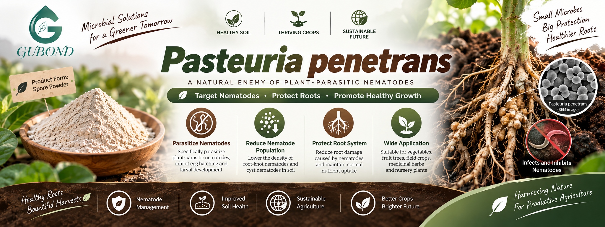 Pasteuria penetrans