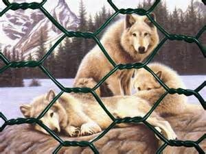 Factory price! Galvanized Hexagonal mesh farm fence