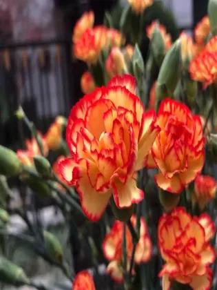 Spray carnation samba sunset yellow