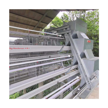 Equipamentos automáticos de criação de aves para o ovo Camada de frango agricultura no Congo