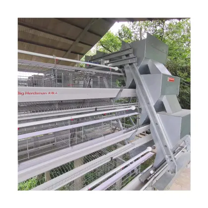 Automatic Poultry Breeding Equipment for Egg Layer Chicken Farming in Congo