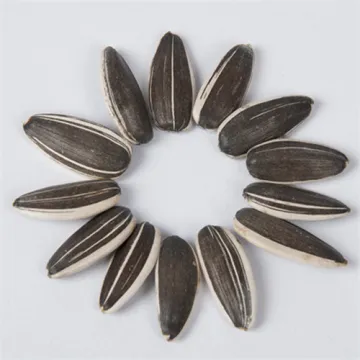 new crop striped sunflower seeds 5009