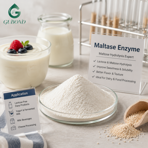 Preparación de enzima maltasa para aplicaciones de procesamiento de alimentos, azúcar y almidón