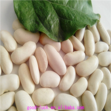 2104 white kidney beans