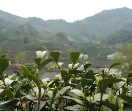 organic tea, dragon well organic green tea, west lake longjing tea