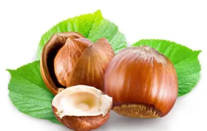 Lipids Hazelnut Extract Plant Sterol Powder