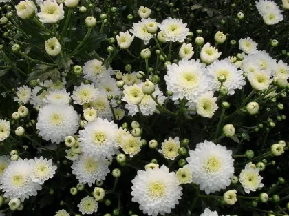 Chrysanthemum Tea Can Refresh The Heat