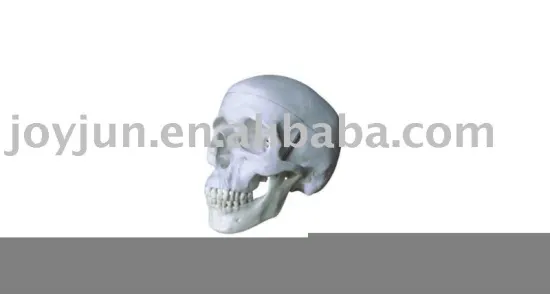 Skull model
