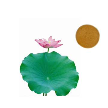 Viktminskningstillskott Lotus Leaf Extract med flavonoider