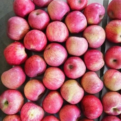 Red Paper Bagged Qinguan Apples - China Apple, FUJI Apple