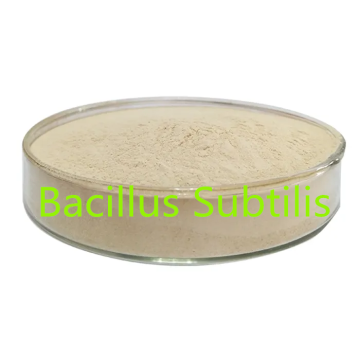 Bacillus subtilis soluble water 600CFU/G for feed