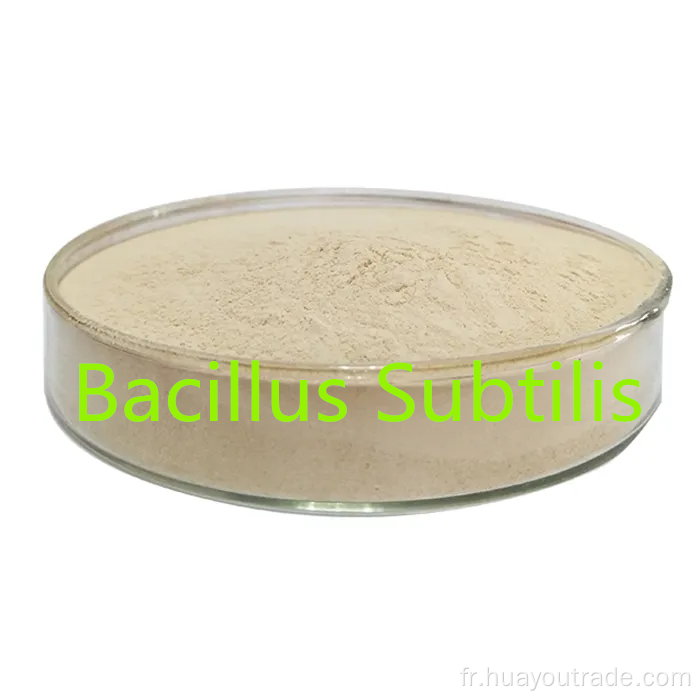 Bacillus subtilis Eau soluble 600cfu / g pour l'additif d'alimentation