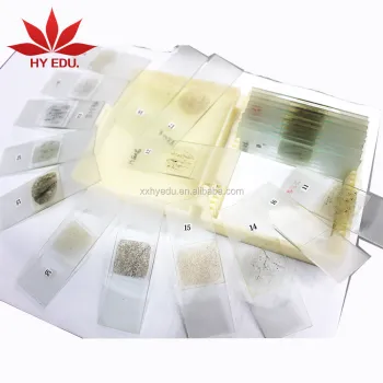 24 Piece Mineral and Rock Microscope Slide Set for Geology