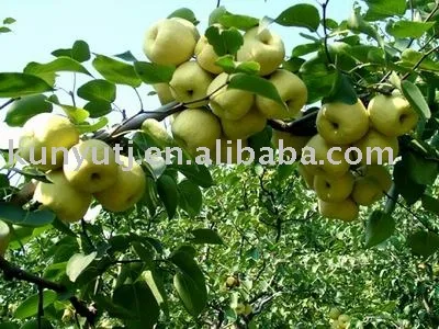 Pear juice concentrate