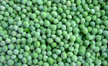 HIGH QUALITY IQF GREEN SOYBEAN